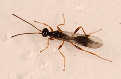 Phaenoserphus