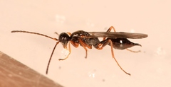 Phaenoserphus