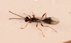 Phaenoserphus
