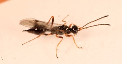 Phaenoserphus