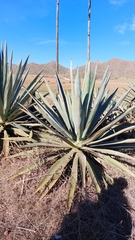 Agave fourcroydes