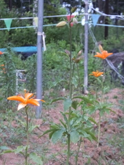 Lilium tsingtauense