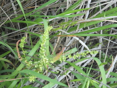Rumex dentatus