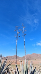 Agave fourcroydes