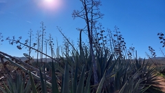 Agave fourcroydes