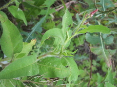 Persicaria viscosa