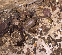 Euscorpius solegladi