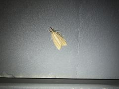 Chilo sacchariphagus