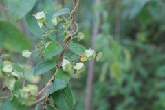 Gaudichaudia mucronata