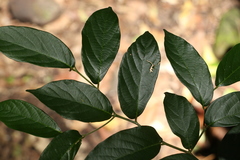 Alangium polyosmoides tomentosum