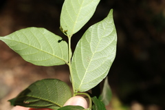 Alangium polyosmoides tomentosum