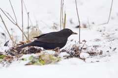 Turdus merula