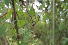 Gaudichaudia mucronata