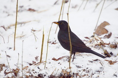 Turdus merula