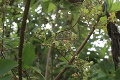 Gaudichaudia mucronata