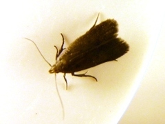 Anacampsis lupinella