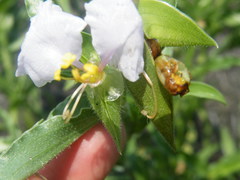 Commelina bella