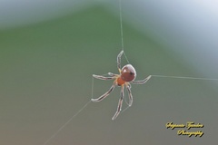 Argyrodes flavescens