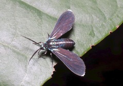 Uranophora