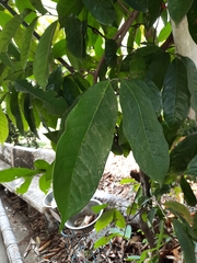 Artabotrys siamensis