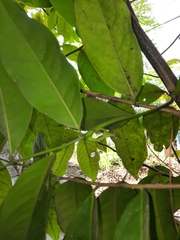 Artabotrys siamensis