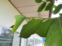 Artabotrys siamensis