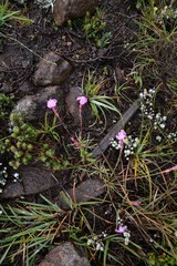 Dianthus basuticus