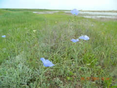 Linum perenne