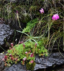 Dianthus basuticus