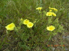 Potentilla astracanica