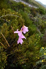 Dierama pauciflorum