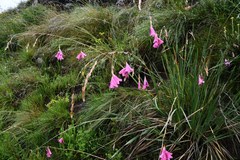 Dierama pauciflorum