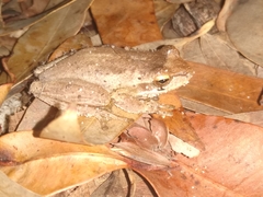 Litoria revelata