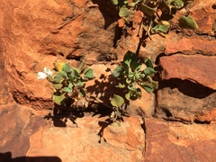 Goodenia grandiflora