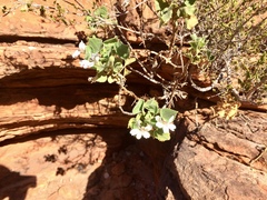 Goodenia grandiflora