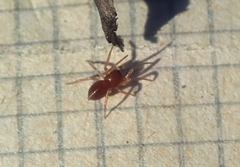 Trachelas minor