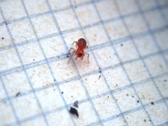 Trachelas minor