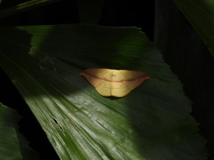 Tridrepana argentistriga