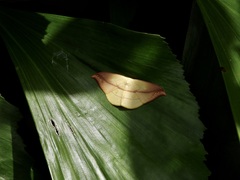 Tridrepana argentistriga