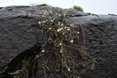Eumorphia prostrata