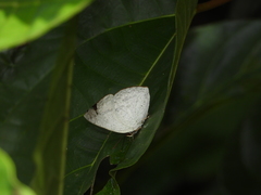 Curetis santana