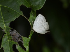 Curetis santana