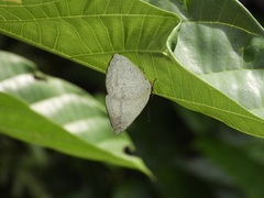 Curetis santana