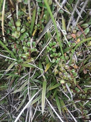 Astelia linearis