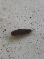 Insecta