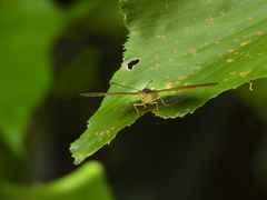 Tanaecia iapis