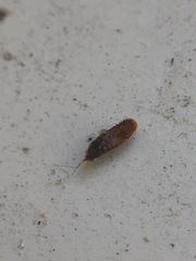 Insecta