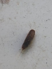 Insecta