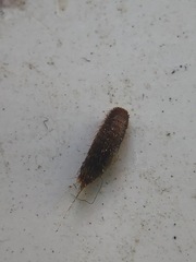 Insecta