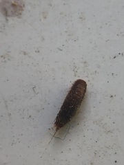 Insecta
